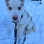 Balto participe au concours pour gagner de l'argent avec cette photo : puppy, dog, blue_eyes, snow, leash, outdoor, winter, pet, animal, cute, young_dog, white_fur, frozen, cold, snowflakes, collar, playful, nature, fur, canine