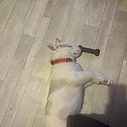 Balto a rejoint le concours — aidez-le/la à gagner de superbes lots ! puppy, dog, sleeping, floor, wooden_floor, collar, toy, bone_toy, indoor, pet, cute, resting, white_fur, gray_fur, animal, laying_down, cozy, domestic, furniture, basket