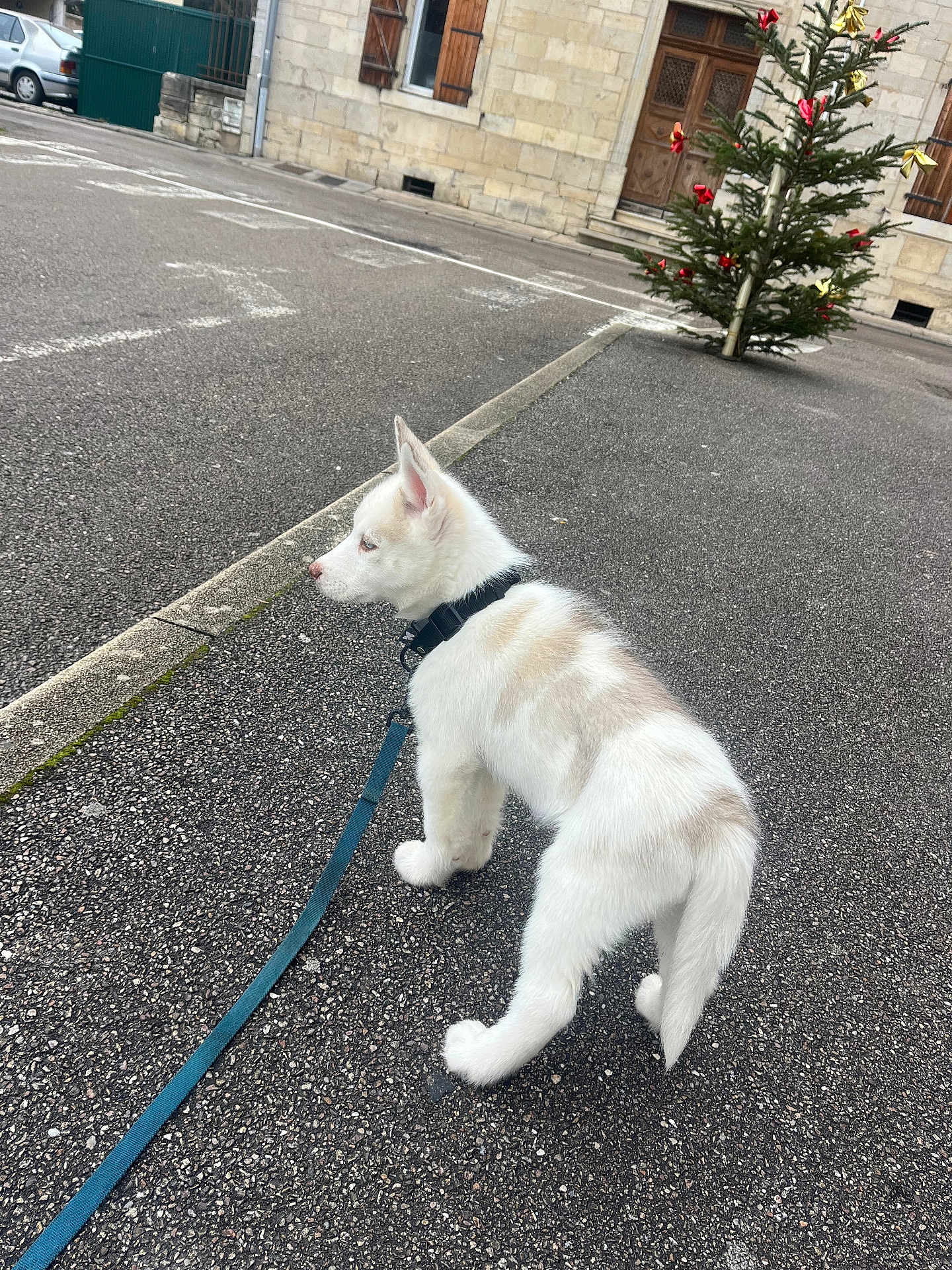Balto a rejoint le concours — aidez-le/la à gagner de superbes lots ! puppy, dog, leash, sidewalk, street, curb, building, door, christmas_tree, decoration, outdoor, pet, animal, white_fur, alert, walking, urban, festive, holiday, pavement