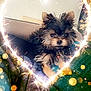 dog, puppy, cute, fluffy, heart_shape, sparkler, bokeh, blanket, cozy, indoor, pet, fur, collar, charming, small_dog, portrait, warm_light, decorative, celebration, adorable