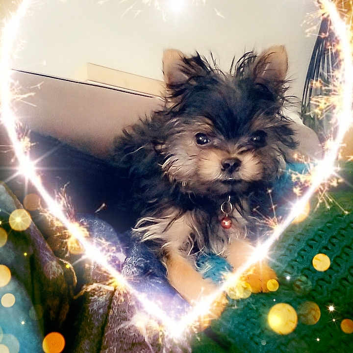 Cookie participe au concours pour gagner de l'argent avec cette photo : adorable, blanket, bokeh, celebration, charming, collar, cozy, cute, decorative, dog, fluffy, fur, heart_shape, indoor, pet, portrait, puppy, small_dog, sparkler, warm_light