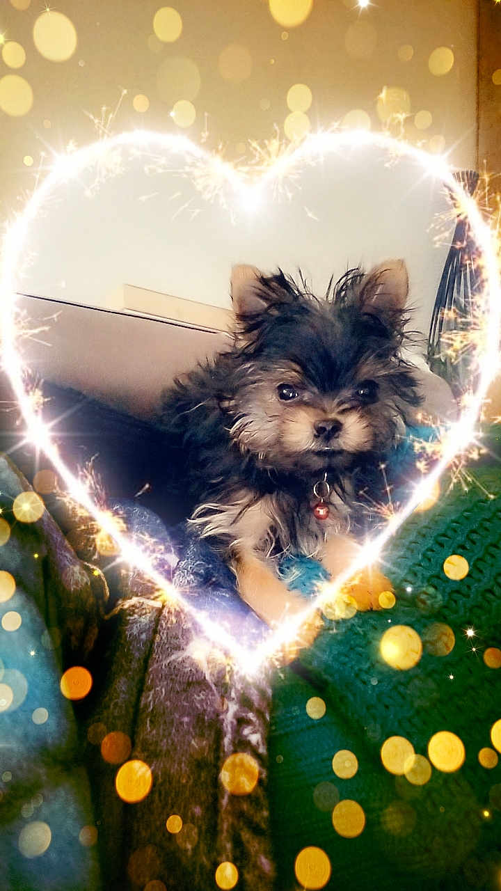 Cookie participe au concours pour gagner de l'argent avec cette photo : dog, puppy, cute, fluffy, heart_shape, sparkler, bokeh, blanket, cozy, indoor, pet, fur, collar, charming, small_dog, portrait, warm_light, decorative, celebration, adorable