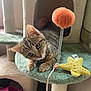 Clover joined the competition — help win amazing prizes! animal, cat, cat_tree, cozy, curious, feline, fur, green, indoor, kitten, orange, pet, pink_shoes, playing, pom_pom, starfish_toy, tabby, toy, whiskers, yellow