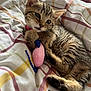 animal, bedspread, cat, collar, cozy, cute, fur, indoor, kitten, paw, pet, pink, playful, plush_mouse, resting, sleepy, striped, tabby, tail, toy