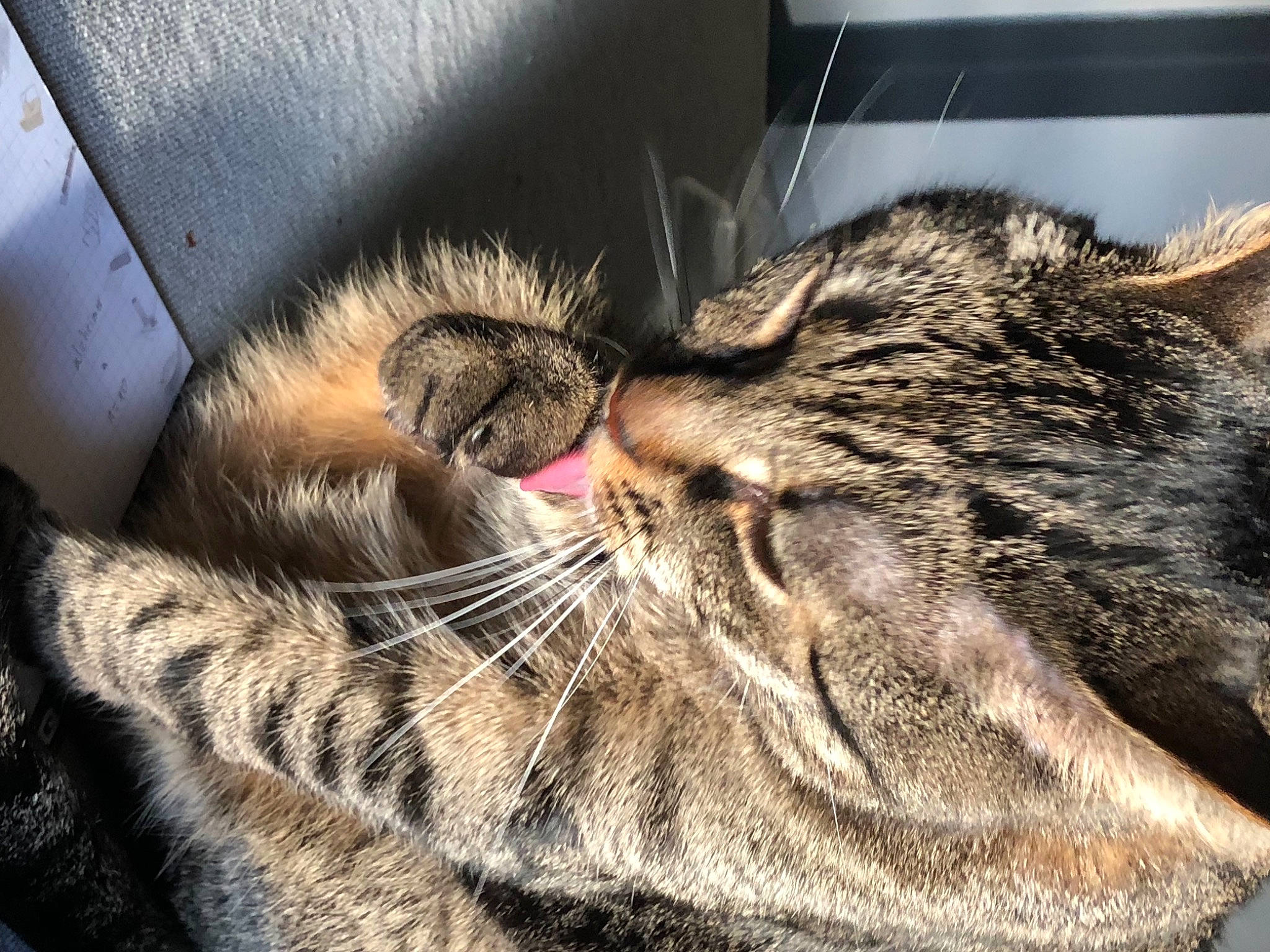 Hugo participe au concours pour gagner de l'argent avec cette photo : carnivore, cat, claw, close_up, domestic_short_haired_cat, ear, eye, fawn, felidae, fur, grass, head, nap, paw, small_to_medium_sized_cats, snout, tail, terrestrial_animal, whiskers, wildlife