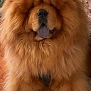 Taro joined the competition — help win amazing prizes! animal, brown_fur, canine, chow_chow, companion, cute, decor, dog, domestic, floor, fluffy, furry, houseplant, indoor, paw, pet, portrait, sitting, tongue_out, wooden_floor