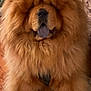 animal, brown_fur, canine, chow_chow, companion, cute, decor, dog, domestic, floor, fluffy, furry, houseplant, indoor, paw, pet, portrait, sitting, tongue_out, wooden_floor