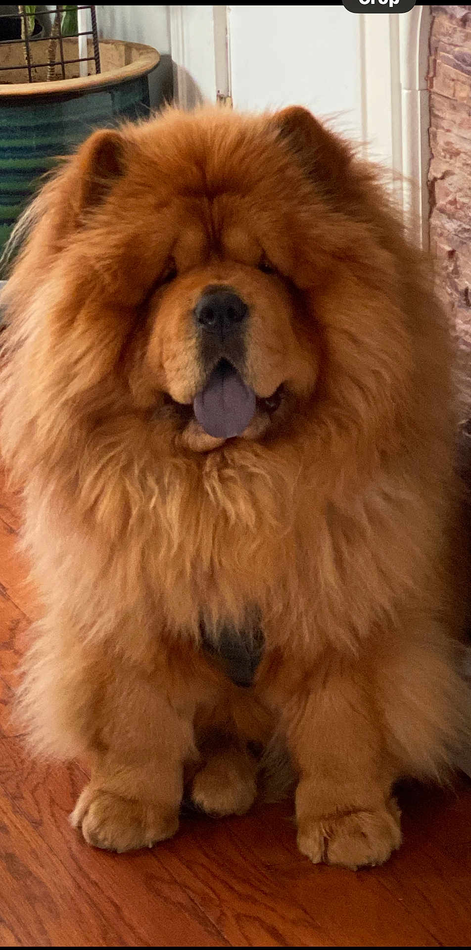 Taro
