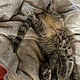 cat, tabby, pet, animal, feline, cute, fluffy, blanket, soft, cozy, resting, lying_down, paw, ears, tail, indoor, home, relaxed, fur, eyes