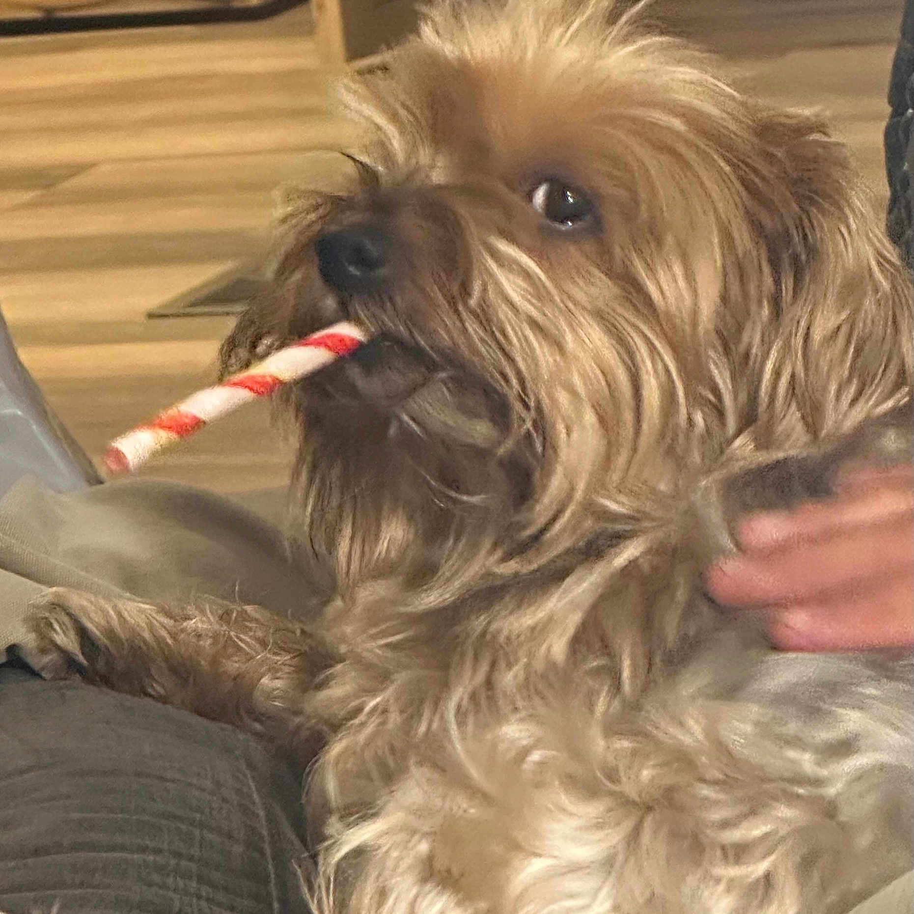 Mia is registered to the contest to win money with this photo: animal, brown_fur, candy_cane, canine, closeup, companion, curious, cute, dog, domestic, friendly, furry, hand, indoor, lying_down, messy_fur, paw, pet, relaxed, wood_floor