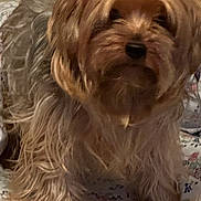 Mia is registered to the contest to win money with this photo: dog, pet, long_hair, bed, floral_pattern, indoor, animal, cute, furry, small_dog, canine, domestic_animal, fur, bedspread, resting_place, companion, adorable, mammal, household, portrait