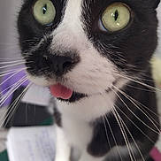 Filou participe au concours pour gagner de l'argent avec cette photo : animal, black_and_white, cat, close_up, cute, eyes, face, feline, funny, fur, green_eyes, indoor, nose, pet, photography, playful, portrait, staring, tongue_out, whiskers