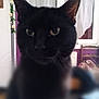 Mirtye participe au concours pour gagner de l'argent avec cette photo : asian, black, black_cat, bombay, burmese, carnivore, cat, domestic_short_haired_cat, ear, eye, felidae, fur, kitten, korat, mammal, polydactyl_cat, small_to_medium_sized_cats, snout, whiskers