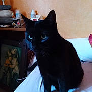 Mirtye a rejoint le concours — aidez-le/la à gagner de superbes lots ! asian, black, black_cat, bombay, burmese, carnivore, cat, domestic_long_haired_cat, domestic_short_haired_cat, felidae, korat, mammal, polydactyl_cat, small_to_medium_sized_cats, tail, vertebrate, whiskers