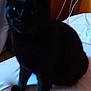 Mirtye a rejoint le concours — aidez-le/la à gagner de superbes lots ! asian, black, black_cat, bombay, british_shorthair, burmese, carnivore, cat, domestic_short_haired_cat, fawn, felidae, fur, kitten, korat, mammal, small_to_medium_sized_cats, snout, tail, vertebrate, whiskers