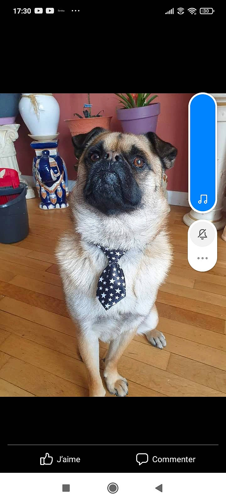 Diageo a rejoint le concours — aidez-le/la à gagner de superbes lots ! carnivore, collar, companion_dog, dog, dog_breed, dog_collar, door, electric_blue, fawn, flooring, fur, hardwood, non_sporting_group, pet_supply, pug, snout, sporting_group, whiskers, wood, working_animal