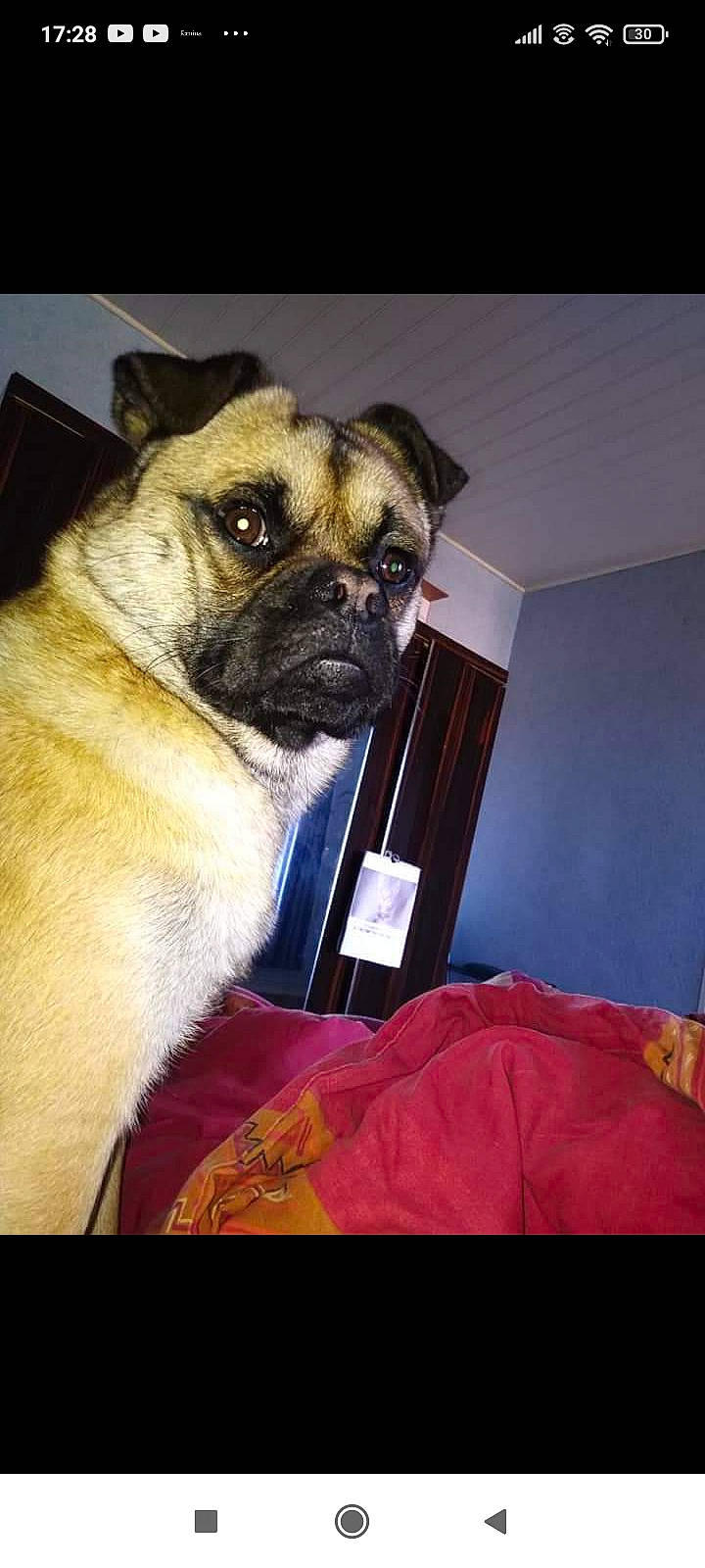 Diageo participe au concours pour gagner de l'argent avec cette photo : canidae, carnivore, companion_dog, dog, dog_breed, dog_collar, fawn, fur, magenta, non_sporting_group, pet_supply, picture_frame, pug, snout, sporting_group, terrestrial_animal, toy_dog, whiskers, working_animal, wrinkle