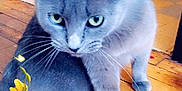 Grisette a rejoint le concours — aidez-le/la à gagner de superbes lots ! asian, british_shorthair, burmese, carnivore, cat, chartreux, domestic_short_haired_cat, european_shorthair, fawn, felidae, kitten, korat, mammal, nebelung, polydactyl_cat, russian_blue, small_to_medium_sized_cats, vertebrate, whiskers