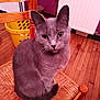 Grisette participe au concours pour gagner de l'argent avec cette photo : asian, british_shorthair, burmese, carnivore, cat, chartreux, domestic_short_haired_cat, european_shorthair, fawn, felidae, kitten, korat, mammal, nebelung, russian_blue, small_to_medium_sized_cats, vertebrate, whiskers, wood