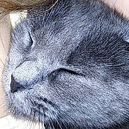 Grisette participe au concours pour gagner de l'argent avec cette photo : black_and_white, carnivore, cat, close_up, domestic_short_haired_cat, eye, felidae, fur, nebelung, nose, skin, small_to_medium_sized_cats, snout, whiskers