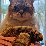 Foudgy a rejoint le concours — aidez-le/la à gagner de superbes lots ! animal, cat, closeup, cozy, curtains, ears, face, feline, fluffy, fur, home, indoor, light, paws, pet, portrait, relaxed, soft, whiskers, window