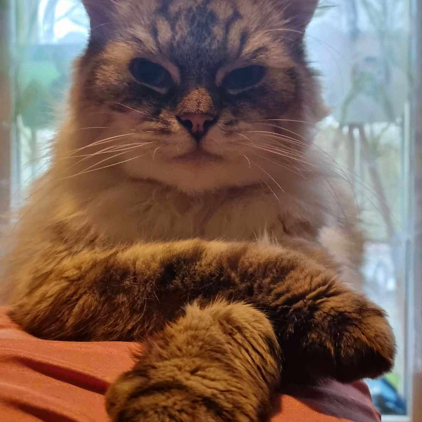 Foudgy a rejoint le concours — aidez-le/la à gagner de superbes lots ! animal, cat, closeup, cozy, curtains, ears, face, feline, fluffy, fur, home, indoor, light, paws, pet, portrait, relaxed, soft, whiskers, window