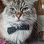 animal, blue_eyes, bow_tie, cat, close_up, cute, decor, domestic_animal, face, feline, fluffy, fur, indoor, mammal, pet, portrait, sitting, table, whisker, whiskers