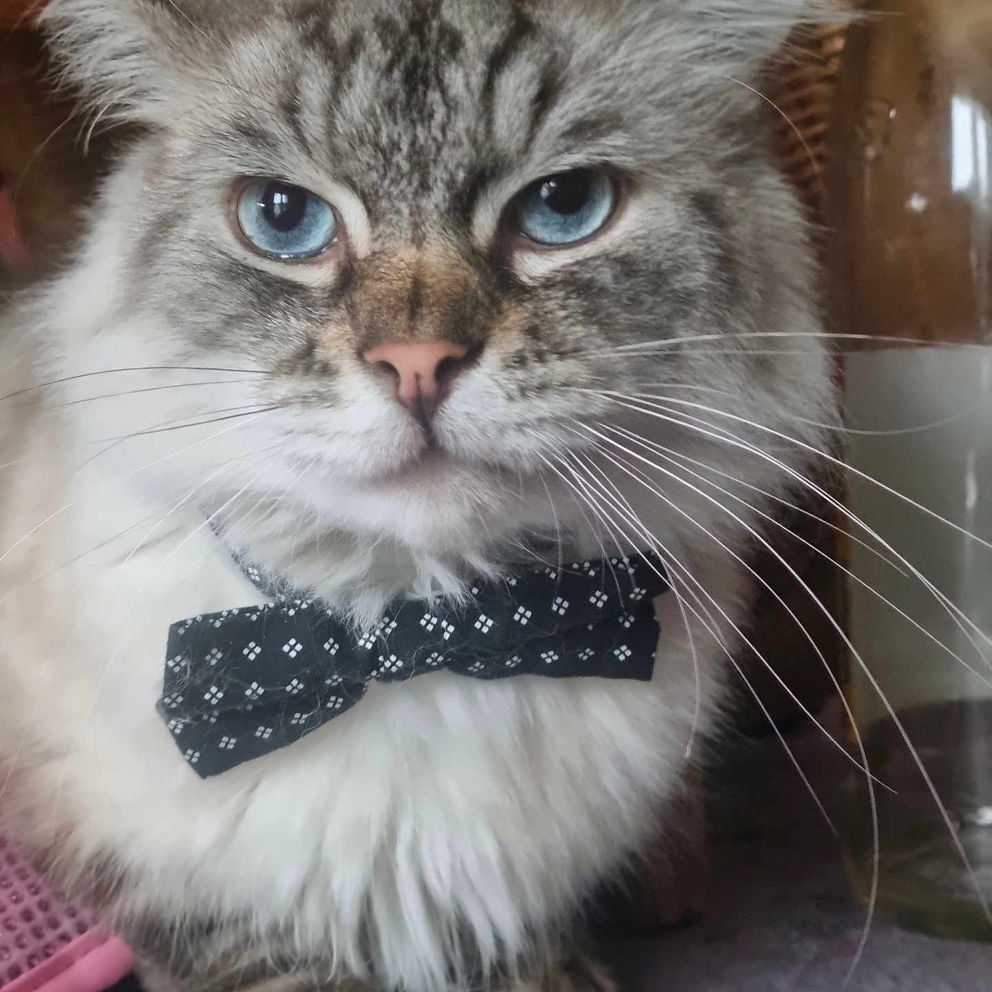 Foudgy participe au concours pour gagner de l'argent avec cette photo : animal, blue_eyes, bow_tie, cat, close_up, cute, decor, domestic_animal, face, feline, fluffy, fur, indoor, mammal, pet, portrait, sitting, table, whisker, whiskers