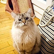 Foudgy a rejoint le concours — aidez-le/la à gagner de superbes lots ! animal, cat, curious, cute, domestic, ears, eyes, feline, floor, fluffy, fur, home, indoor, pet, scratching_post, sitting, striped_bag, whiskers, window, wooden_floor
