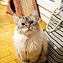 animal, cat, curious, cute, domestic, ears, eyes, feline, floor, fluffy, fur, home, indoor, pet, scratching_post, sitting, striped_bag, whiskers, window, wooden_floor