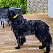 Over participe au concours pour gagner de l'argent avec cette photo : animal, backyard, black_dog, canine, chairs, curly_fur, daylight, dog, fur, furniture, garden, hedge, nature, outdoor, pet, profile_view, standing, table, wooden_deck, yellow_collar