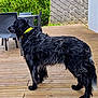 animal, backyard, black_dog, canine, chairs, curly_fur, daylight, dog, fur, furniture, garden, hedge, nature, outdoor, pet, profile_view, standing, table, wooden_deck, yellow_collar