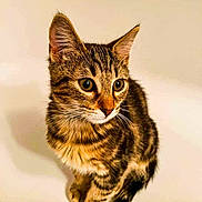 Gus a rejoint le concours — aidez-le/la à gagner de superbes lots ! cat, kitten, tabby, fur, ears, whiskers, pet, animal, cute, young, portrait, indoor, feline, closeup, domestic, curious, sitting, eyes, brown, striped