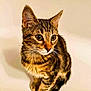 cat, kitten, tabby, fur, ears, whiskers, pet, animal, cute, young, portrait, indoor, feline, closeup, domestic, curious, sitting, eyes, brown, striped