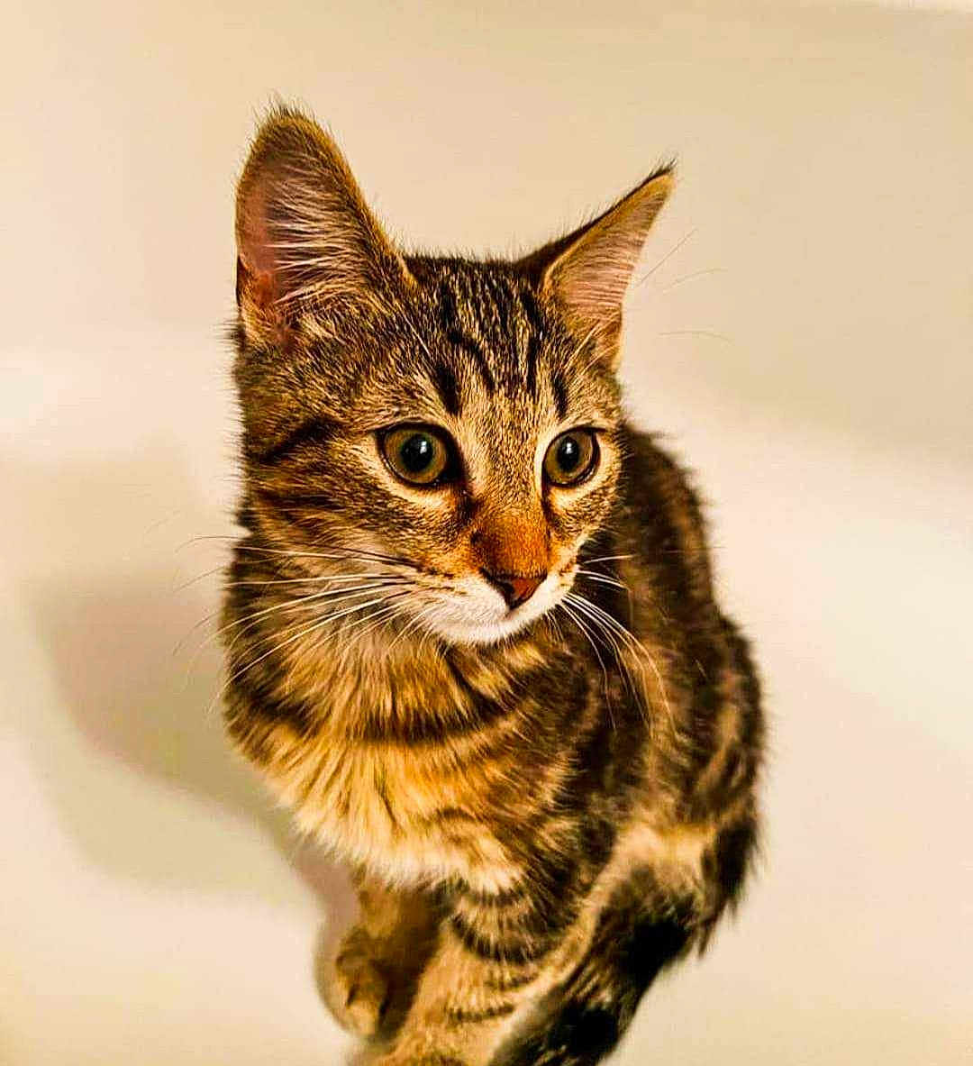 Gus a rejoint le concours — aidez-le/la à gagner de superbes lots ! cat, kitten, tabby, fur, ears, whiskers, pet, animal, cute, young, portrait, indoor, feline, closeup, domestic, curious, sitting, eyes, brown, striped