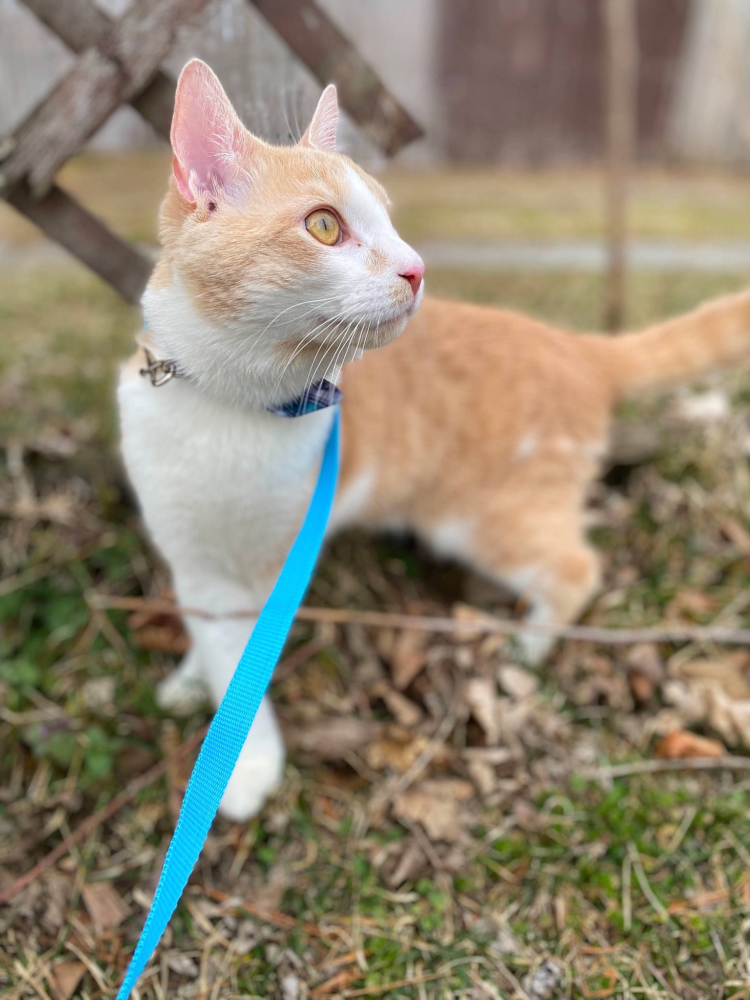 Felon joined the competition — help win amazing prizes! canidae, carnivore, cat, collar, domestic_short_haired_cat, eye, fawn, felidae, fur, grass, paw, plant, sand, small_to_medium_sized_cats, snout, tail, terrestrial_animal, water, whiskers, wildlife