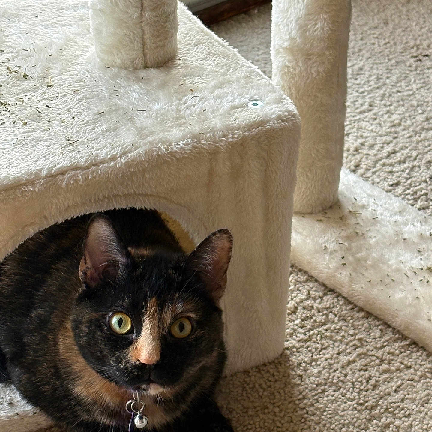 Rita is registered to the contest to win money with this photo: abyssinian, animal, blackcat, brasssection, cat, couch, den, furniture, hardwood, homedecor, horn, indoors, kitten, linen, manx, musicalinstrument, pet, plywood, siamese, wood