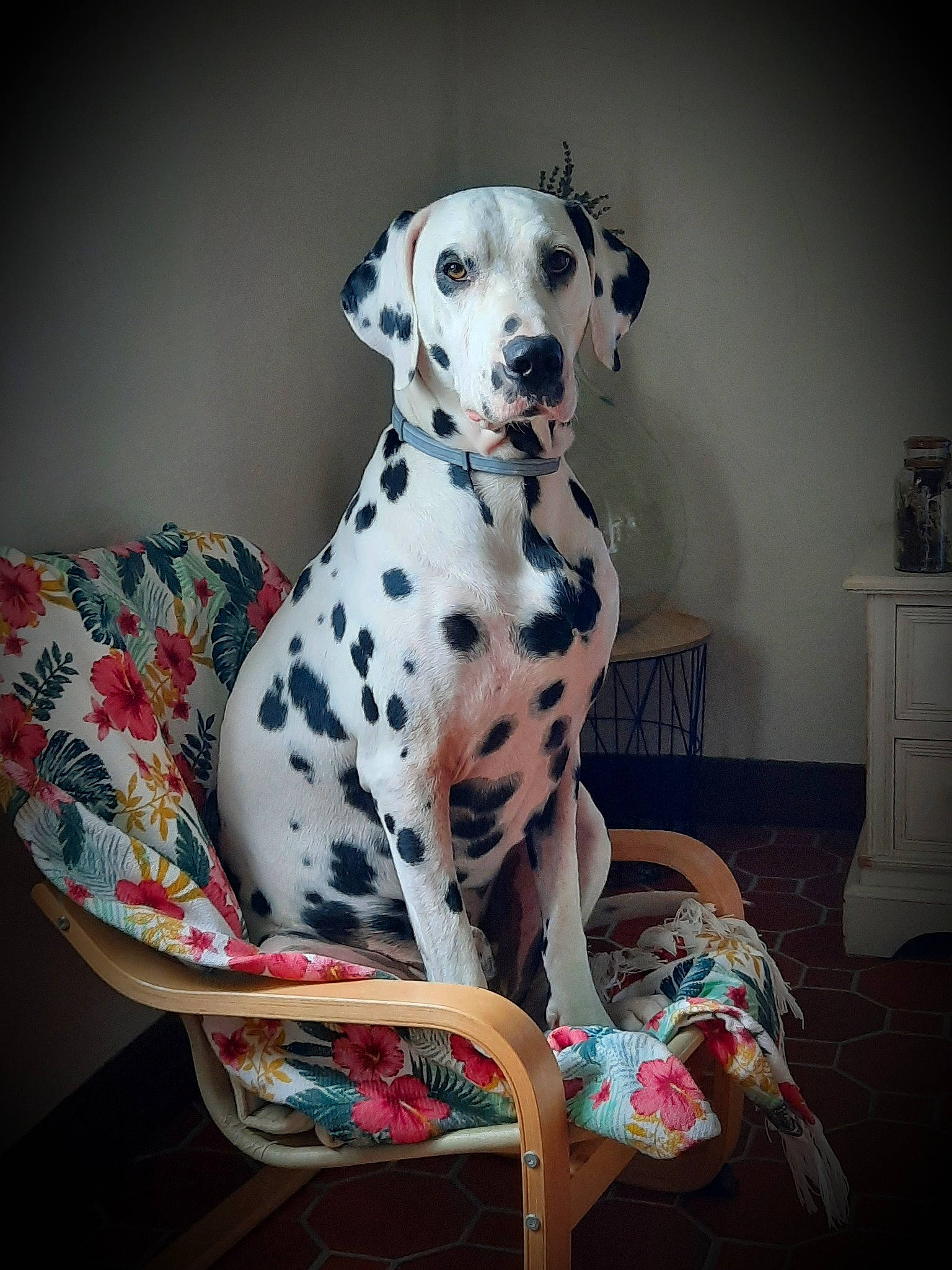 Patton participe au concours pour gagner de l'argent avec cette photo : canidae, carnivore, chest_of_drawers, comfort, companion_dog, couch, dalmatian, dog, dog_breed, dog_collar, dog_supply, drawer, fawn, light_switch, non_sporting_group, pattern, pet_supply, snout, sporting_group, working_animal