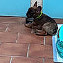Aïko a rejoint le concours — aidez-le/la à gagner de superbes lots ! dog, brindle, collar, floor, tile, blue_wall, water_bowl, pet, animal, resting, indoor, side_view, small_dog, brown, black, green_collar, quiet, relaxed, companion, domestic
