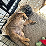 puppy, dog, sleeping, blanket, playpen, pet, fur, paw, toy, bed, indoor, resting, cute, canine, relaxation, animal, cozy, comfort, floor, napping