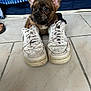 puppy, dog, sneakers, white_shoes, tile_floor, indoor, brown_puppy, cute, pet, footwear, striped_fabric, blue_background, small_dog, animal, domestic_animal, young_dog, adorable, funny, cozy, floor