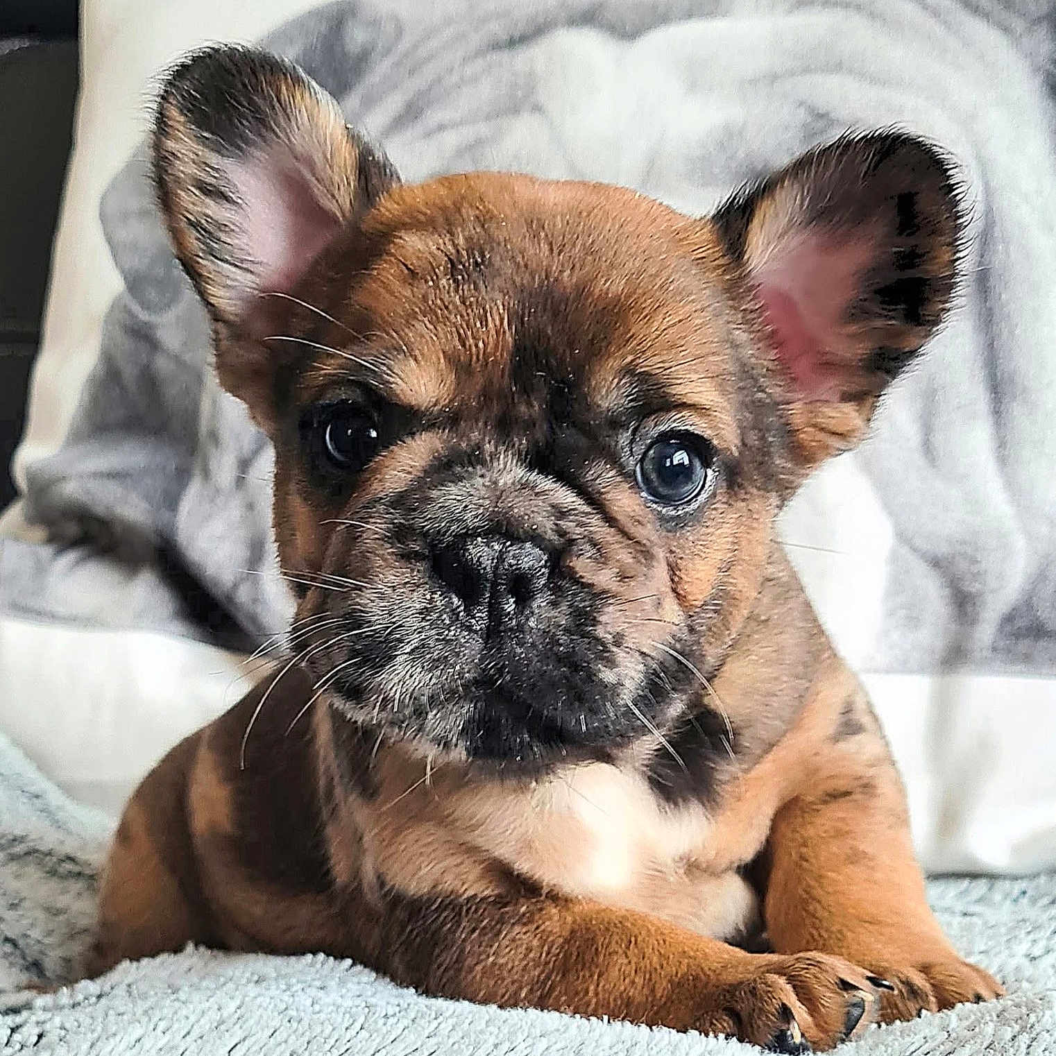Aïko participe au concours pour gagner de l'argent avec cette photo : animal, blanket, brindle, closeup, cozy, cute, dog, ears, expression, face, french_bulldog, fur, indoor, nose, paw, pet, puppy, resting, whiskers, young