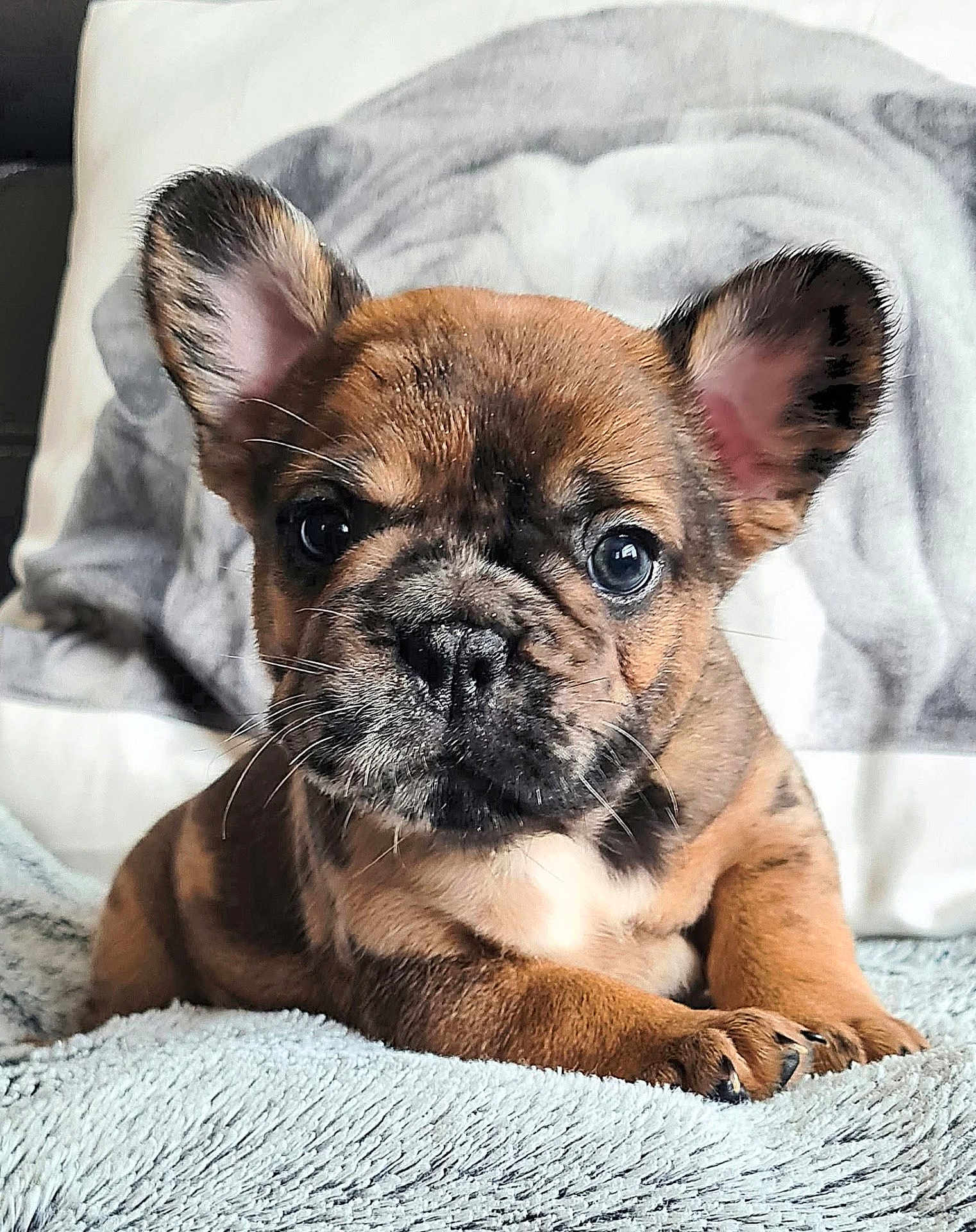 Aïko participe au concours pour gagner de l'argent avec cette photo : puppy, dog, french_bulldog, brindle, cute, pet, animal, ears, whiskers, blanket, indoor, young, fur, nose, paw, face, expression, cozy, closeup, resting