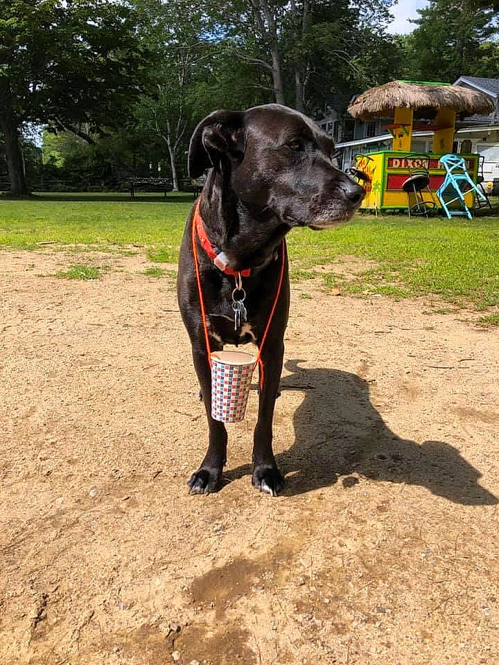 Josie joined the competition — help win amazing prizes! carnivore, collar, companion_dog, dog, dog_breed, dog_collar, dog_supply, fashion_accessory, fawn, grass, guard_dog, leash, pet_supply, plant, sky, snout, sporting_group, tail, tree, working_animal