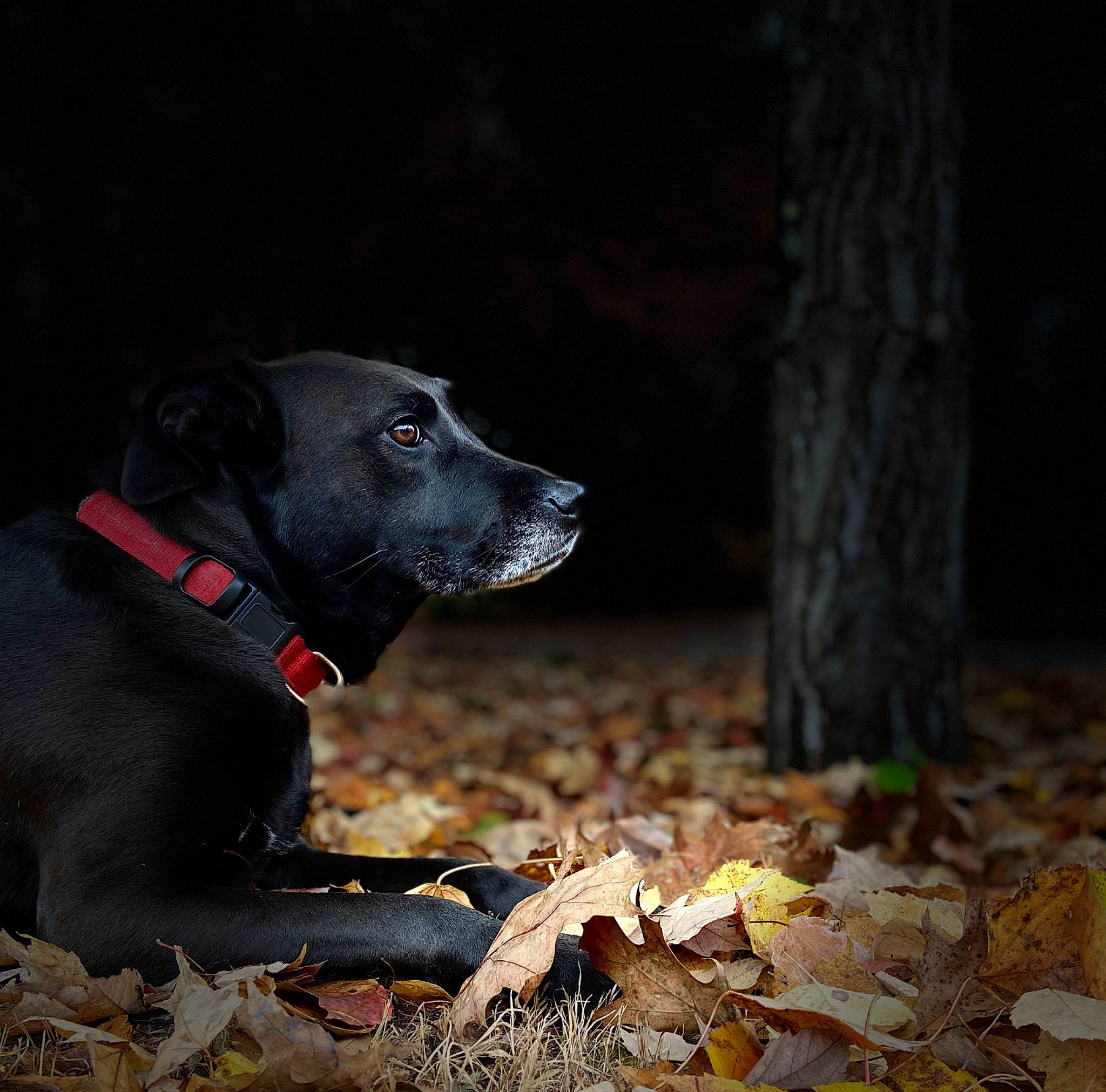 Josie is registered to the contest to win money with this photo: borador, canidae, carnivore, collar, companion_dog, dog, dog_breed, dog_collar, fawn, grass, plant, snout, sporting_group, tail, tints_and_shades, tree, trunk, whiskers, wood, working_animal
