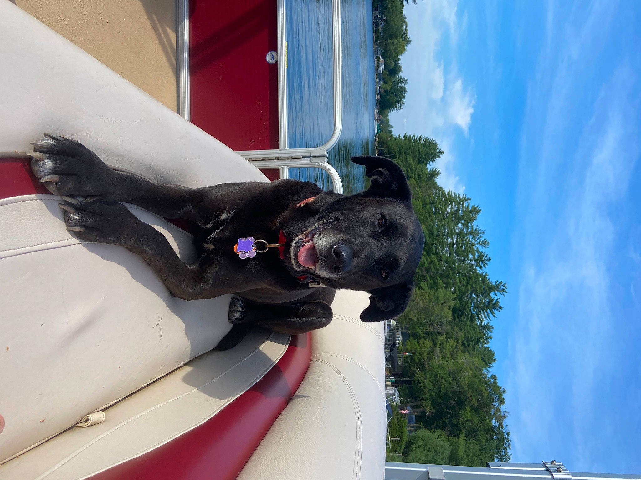 Josie joined the competition — help win amazing prizes! automotive_exterior, canidae, carmine, carnivore, cloud, collar, companion_dog, dog, dog_breed, dog_collar, personal_protective_equipment, recreation, sculpture, sky, snout, sporting_group, tree, vehicle_door, window, working_animal