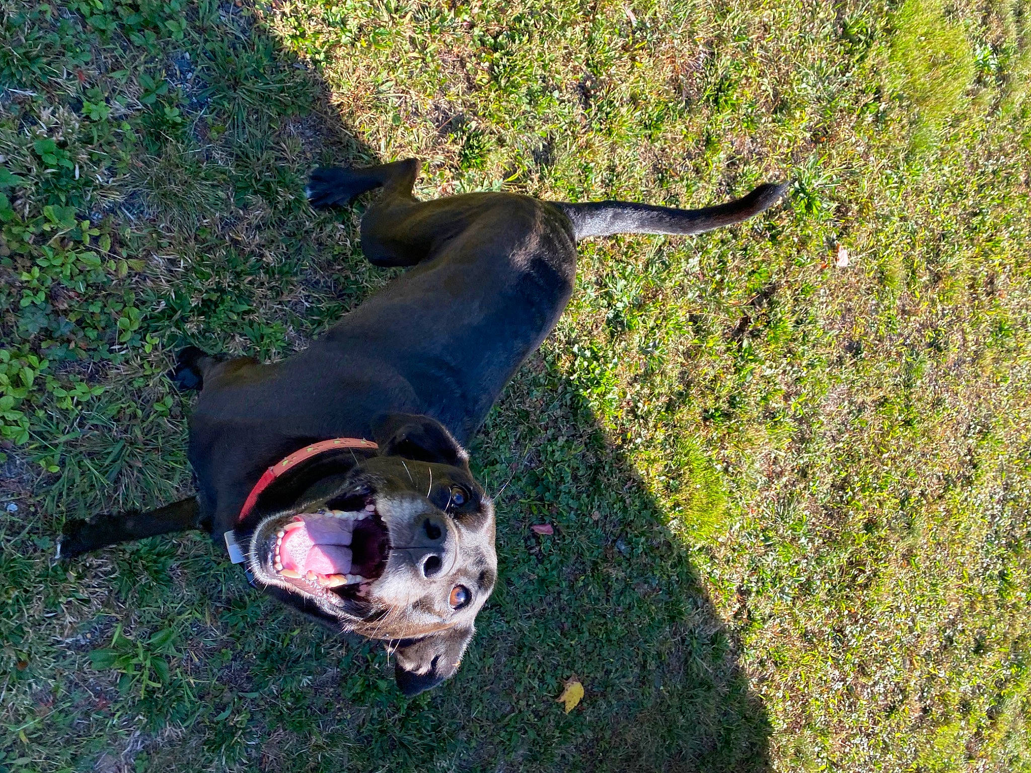 Josie joined the competition — help win amazing prizes! canidae, carnivore, collar, companion_dog, dog, dog_breed, grass, groundcover, guard_dog, hunting_dog, leash, non_sporting_group, pet_supply, shadow, snout, sporting_group, tail, working_animal, working_dog