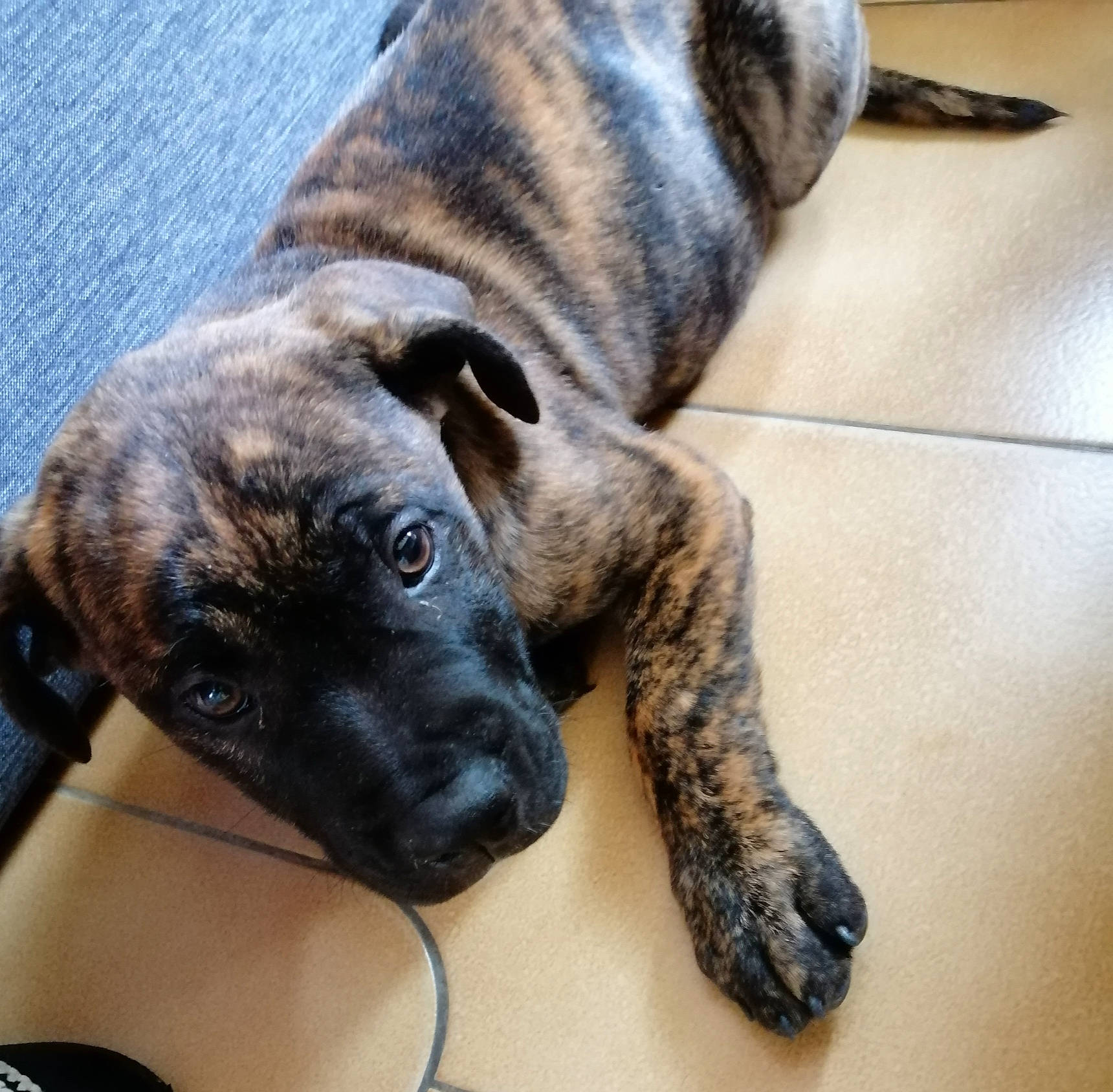 Sparrow participe au concours pour gagner de l'argent avec cette photo : carnivore, companion_dog, dog, dog_breed, fawn, fur, guard_dog, non_sporting_group, paw, snout, sporting_group, terrestrial_animal, treeing_tennessee_brindle, whiskers, window, working_animal, working_dog