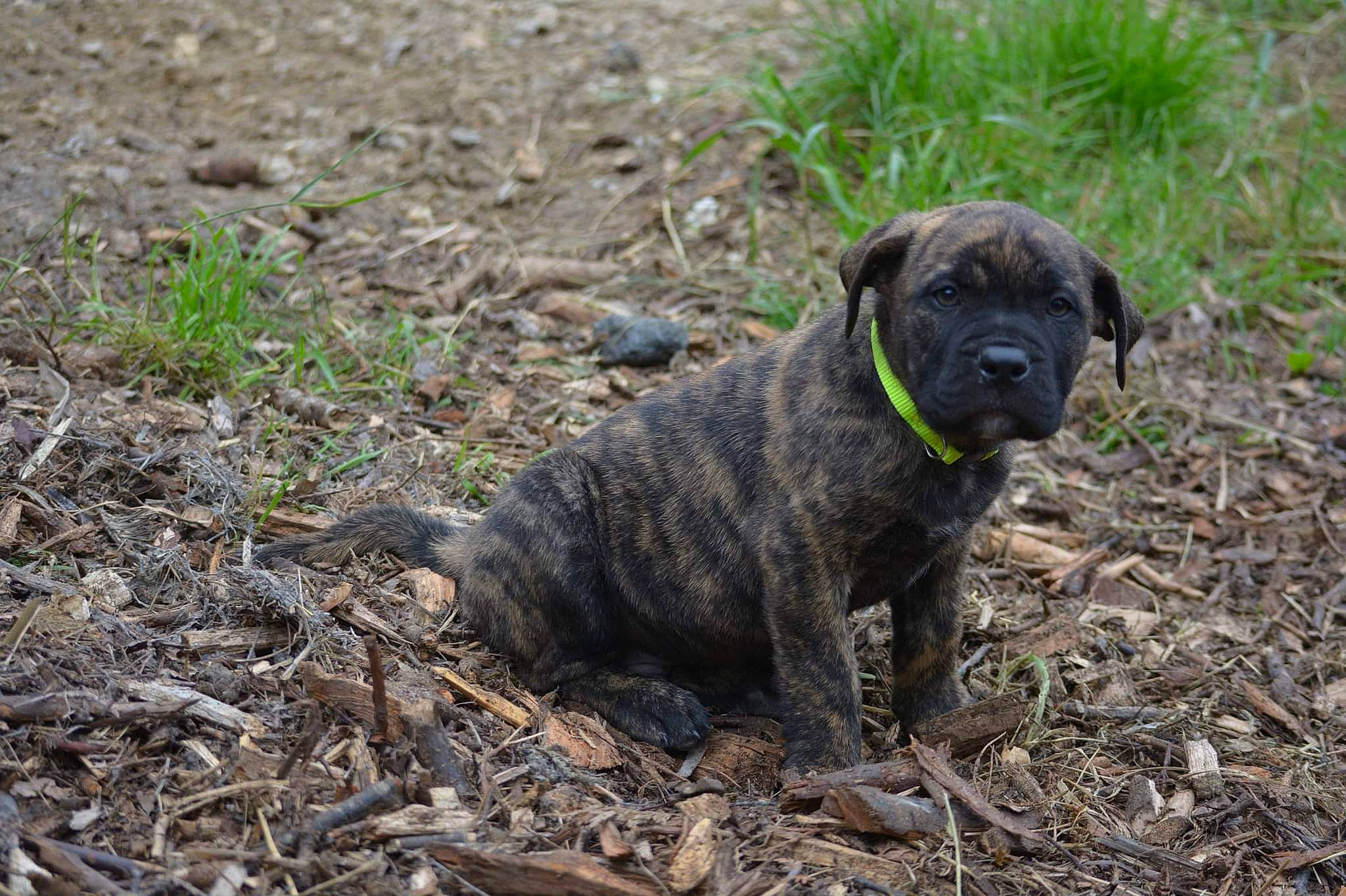 Sparrow participe au concours pour gagner de l'argent avec cette photo : ancient_dog_breeds, canidae, carnivore, companion_dog, dog, dog_breed, grass, molosser, non_sporting_group, plant, pug, puppy, snout, soil, tail, terrestrial_animal, toy_dog, whiskers, working_animal, working_dog