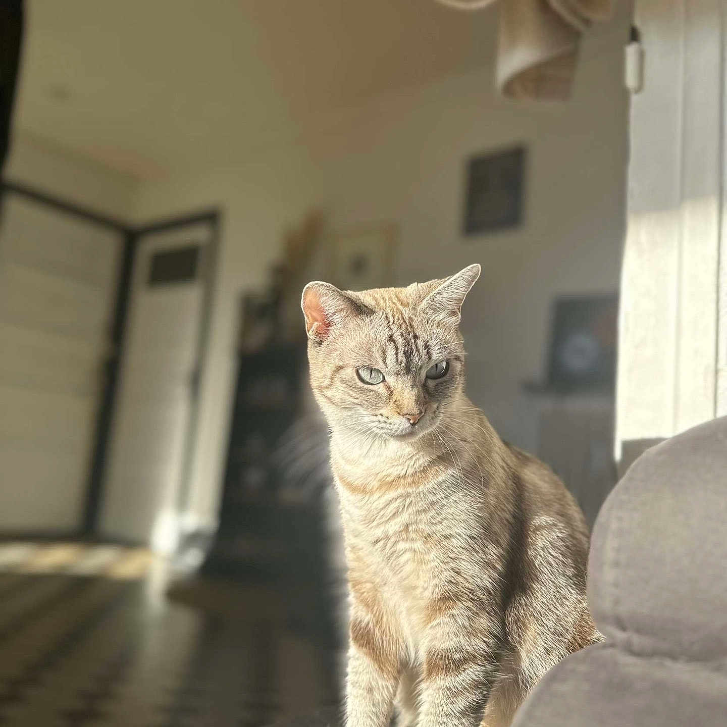 Snow participe au concours pour gagner de l'argent avec cette photo : abyssinian, animal, architecture, building, cat, chair, couch, cushion, foyer, furniture, hardwood, homedecor, indoors, interiordesign, kitten, livingroom, manx, pet, room, wood